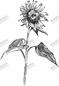 素描鲜花 【酷图网】太阳花,花朵,线描花朵,花朵素描,粉色花朵,花环,花朵背景,水彩花朵,水彩花卉,玫瑰花,花朵集合,紫色花朵,红色花朵,矢量花朵,卡通花朵,手绘花朵,花朵插画,花朵插图,线条花朵,花朵速写,花朵绘画,花卉,植物,花草,鲜花,花束