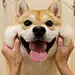 已读乱回