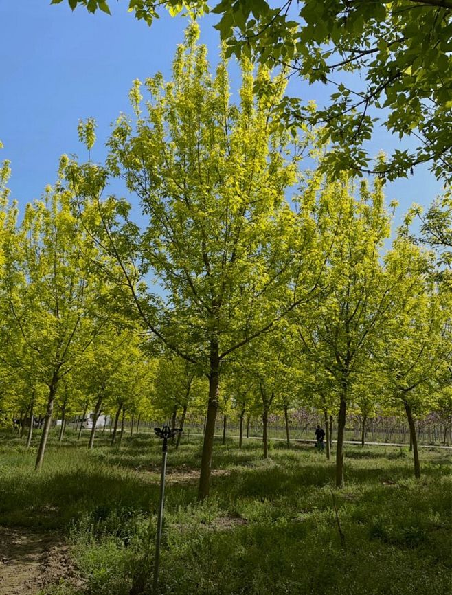 金叶复叶槭 绿化景观行道树 彩叶苗木 花卉 工程-淘宝网