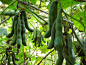 刺毛黧豆（Mucuna pruriens(L.)DC ）·狗爪豆