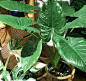 温蒂海芋 

又被称为“富贵盾”，常与帝王盾傻傻分不清。不过温蒂海芋的叶片是亮面的，帝王盾则是绒面，前者自带高光，后者却有柔光之效。