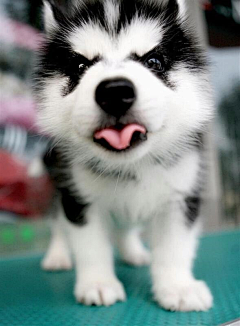 Husky001采集到萌