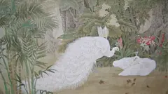 安华平国画工笔作品 ----《白孔雀》@北坤人素材