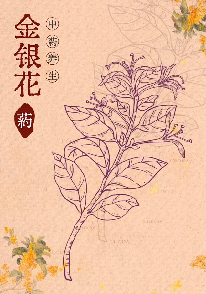 打卡｜中药材手绘5/6（附过程） - 小...