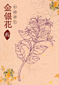 打卡｜中药材手绘5/6（附过程） - 小红书