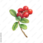 Closeup of a Cowberry branch with green leaves and red berries (Vaccinium  vitis-idaea, lingonberry, mountain cranberry). Watercolor hand drawn  painting illustration isolated on white background. Stock Illustration |  Adobe Stock