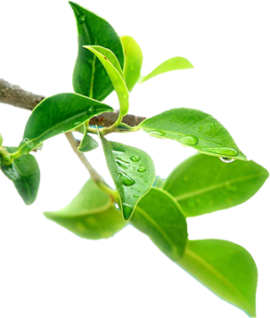 绿茶树枝