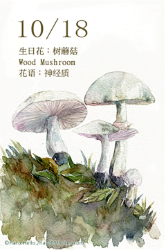 撒雪花的菇凉采集到生日花
