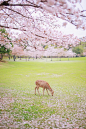 去奈良，跟小鹿合一张影。 | LOFTER（乐乎） - 每个人的理想国