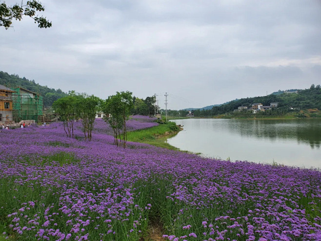 马鞭草