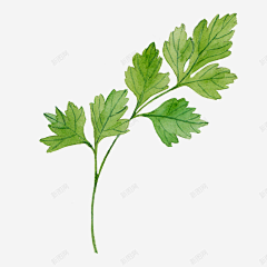 天行者西泡泡采集到艾草