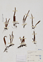 Lepisorus<em>Lepisorus thunbergianus</em> (Kaulf.) Ching瓦葦Lepisorus thunbergianus