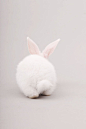 小白兔 兔子 尾巴 背影