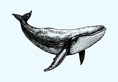 八月wwv采集到手绘鲸鱼插画矢量图设计素材