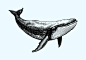 手绘鲸鱼插画矢量图设计素材