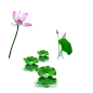 免扣元素荷花荷叶