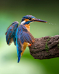 travelgurus:

                       Beautiful Photography of Kingfisher by Kant Liang


              Quick facts:  Roughly 90 species of kingfishers are described.
                Travel Gurus - Follow for more Nature Photographies!



