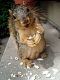 Nuts! | Cutest Paw