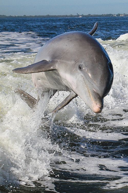 dolphin