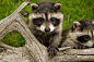 Baby Raccoon  by Travis Peltz on 500px