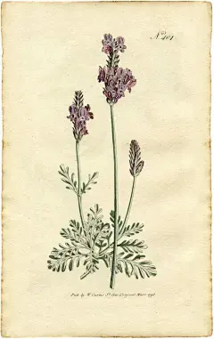 薰衣草