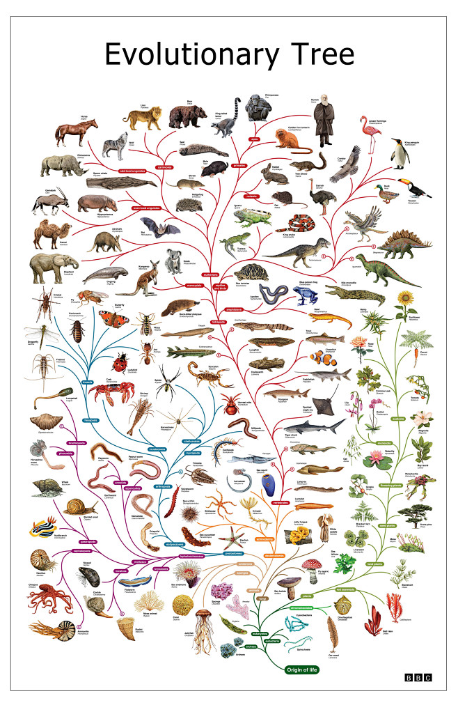 #生物# 进化树，via BBC《Lif...