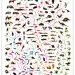 #生物# 进化树，via BBC《Life》