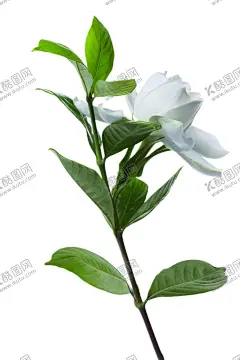 玫瑰花素材 【酷图网】白玫瑰,红玫瑰,蓝玫瑰,玫瑰,鲜花,花束,爱情,庆祝,鲜艳,装饰,设计,礼物,节日,母亲节,情人节,女朋友,爱人,花瓣,植物,浪漫,春天,夏天,壁纸,玫瑰花,素材,花卉背景,摄影,生物世界,花草,手绘鲜花,手绘花朵,花,花朵,花卉,绿植,花草树木,盆栽,绿叶,绿草,树叶,免扣素材,