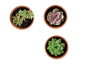 盆栽植物 多肉 素材 png