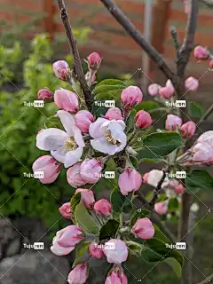 花朵 美丽的花朵 自然 花卉背景 花壁纸 植物 苹果树 春天