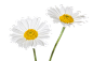 雏菊6