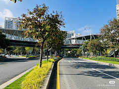 枫糖香草采集到道路绿化