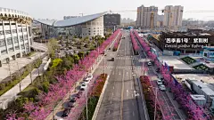 种上一条路，真能惊艳一座城吗？真能！ : 汝州市民仰天长啸：“这到底是什么树”？！“为什么这么好看这么惊艳”？！毫不夸张，天上有无人机在飞，路边有摄影