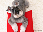 壁纸1024×768宠物狗狗 迷你雪纳瑞图片 Pet dog Miniature Schnauzer wallpaper壁纸 家居宠物狗狗壁纸壁纸图片动物壁纸动物图片素材桌面壁纸