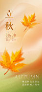 海报 二十四节气 立秋 梧桐叶 简约
