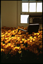 (56) Pinterest