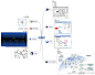 常用思维导图软件