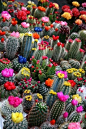 Blooming cacti...