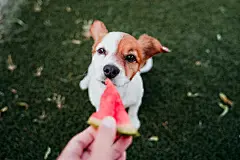 点击来源直接获取大图文件 |cute jack russell dog eating watermelon outdoors. woman hand holding slice of watermelon. summertime