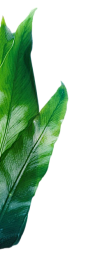 叶子树叶png (15)