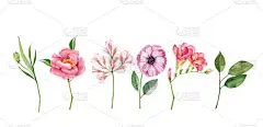 一套水彩花园，粉红色和橙色花朵，白色背景隔离，手绘