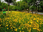 Coreopsis basalis 金鸡菊