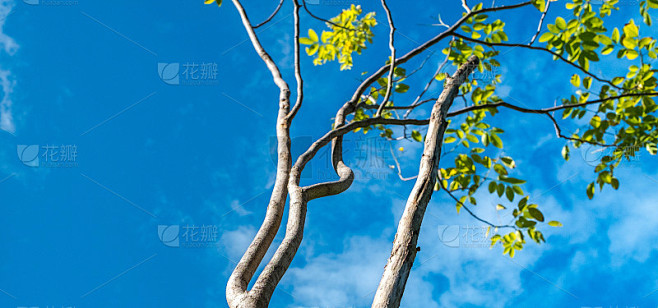 直立的幼小直立树，从底部拍摄，选择性