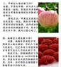 苹果杨桃如何清洗最干净.jpg