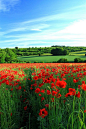 Poppy Field, Gloucestershire, England #美景# #摄影师# #小清新# #壁纸#