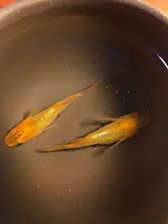 橙甲-玳瑁光 : 橙甲光颜色追求厚度,颜色厚度越大,评级越高。