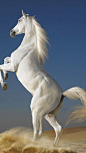 white-horse-animals-1136x640.png (640×1136)