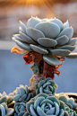 鲁氏石莲花 拉丁名: Echeveria runyonii 原产墨西哥，叶匙形，比较垂直，灰白色，叶缘没有红色，生长迅速。 鲁氏石莲为中小型品种，植株不大有矮小的茎，随着时间的生长而慢慢逐渐伸长形成老桩。叶片莲座型密集排列，株径不会很大，叶片形状和玉蝶有点象，不过鲁氏石莲的叶片明显比较厚，晒不红。