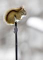 squirrel | Lovable nuts
