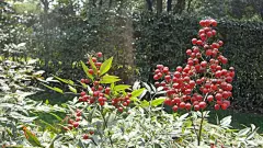 南国红豆特写桌面高清壁纸桌面壁纸1